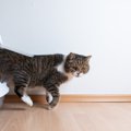 猫の『おしっこ』が出なくなるのは病気のサイン？考えられる原因や対…