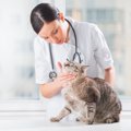 猫の口内炎の原因と症状やその治療法