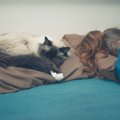 猫が飼い主の『枕の上』で眠るワケ4つ
