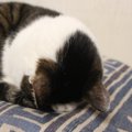 ナゾかわいい「猫のごめん寝」4つの理由　顔がずっぷりクッションに…苦し…