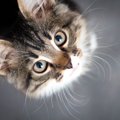 『ポジティブな猫』に共通する特徴4つ　愛猫が明るい性格だとメリット…