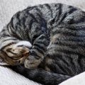 猫の『寝相』からわかる性格診断4つ！あなたの愛猫はどのタイプ？