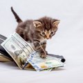 猫にかかる『治療費』はどれくらい？よくある病気から入院費まで徹底…