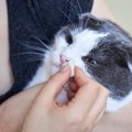 猫の『鼻水の色』に異変が…考えられる４つの原因と対処法