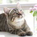 猫の臭いの原因とその対策方法について