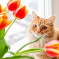 猫の命をおびやかす危険な『春の草花』５選！食べたら深刻な中毒症状…