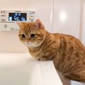 『お風呂場の監督をする猫』お湯が沸くまで監視を続ける姿に癒やされ…