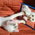 猫は自分の姿を認識している？鏡を見た時のリアクション４つ