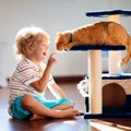 猫と子どもは相性が悪いって本当？猫と子どもが仲良くなる４つのコツ