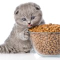 猫が『過食』してしまう原因4つ！予防することはできるの？
