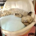 猫にとって『最適なベッド』の特徴５つ