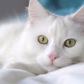 凄く『レア』な存在の猫種5選！それぞれの特徴や珍しい理由も解説