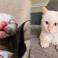 ママに捨てられた乳飲み子猫…保護され麗しい美猫へ成長！