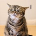 猫の「逆くしゃみ」ってどんな状態？くしゃみとの違いや原因を解説