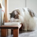 猫の健康寿命を延ばす『食器』の選び方5つ