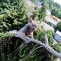 レスキューに怯え高木の先端へ…落ちそうな子猫のハラハラ救助
