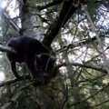 木の上で悲痛な鳴き声を上げる猫…救助の行方は？