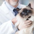 猫によくある怪我や病気の『治療費』はいくらぐらい？