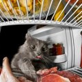 猫はお肉と魚どっちが好き？意外と知らなかった豆知識！