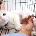 猫専門の動物病院の特徴とは？