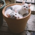 猫が鉢植えの土を掘ってしまうのはなぜ？理由と対策４つ