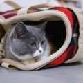 ルートートの猫バッグがかわいい！おすすめ商品5つ