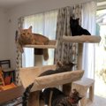 姉妹猫と姉弟猫、4匹に癒される日々