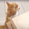 イライラ爆発？紙袋と格闘する猫ちゃん！