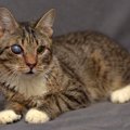 猫の目に濁りがある2つの原因、症状、治療法