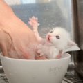 子猫を『泡風呂』に入れてみた結果…まさかの反応に「この世のものとは…