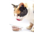 猫の健康を損ねてしまう『食器にまつわる4つのタブー』最悪食べなくなって…