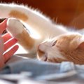 猫の可愛らしい『手の仕草』5つ♡それぞれの意味も解説！