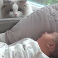 2匹の猫と赤ちゃんが共に過ごした1年間の記録…パパとママよりも先に話…