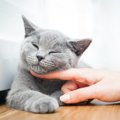 猫の体調が悪いときに見られる6つの変化とは？