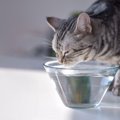 猫の3つの『水分不足サイン』に要注意！原因と予防する方法も