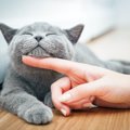 猫『愛情』が伝わる接し方とは？押さえるべき３つのポイント