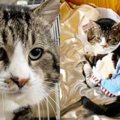 交通事故による重傷を乗り越えた猫…子猫を世話する姿に感涙