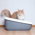 【動物介護士が解説】シニア期や病気を抱えた猫へのトイレ介護のポイ…
