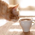 急成長中の大人気猫カフェ「MOCHA」で猫ちゃんと触れ合おう！