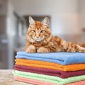 猫が『洗濯した物』が好きな理由3選　効果的な防止策とは？
