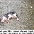 雨の日に道路上で産み落とされ置き去りにされた子猫の運命は...