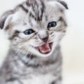 猫の『鳴き声』がかすれる５つの原因と対処法