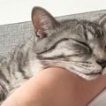 快適すぎる…♡飼い主さんの腕枕で気持ちよさそうに眠る猫さん