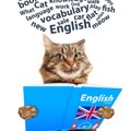 猫にまつわる英語表現5選「招き猫」「香箱を組む」…あなたはいくつ知…