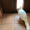 【忠猫】遊びに出かけた男の子を玄関で待ち続ける猫さんが健気過ぎる…