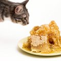 猫がハチミツを食べると…メリットやデメリットと与える際の注意点まで…