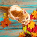 猫にNGな『秋の食べ物』５選