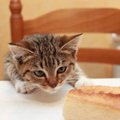猫に『パン』が危険すぎる5つの理由　与えてしまった時の恐ろしい症状…
