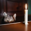 猫がいる家で『停電』が起きたら…気をつけるべき5つのポイント　備え…
