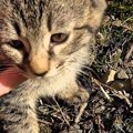 山道で『捨てられた2匹の子猫』を発見…心温まる展開に涙が止まらないと43…